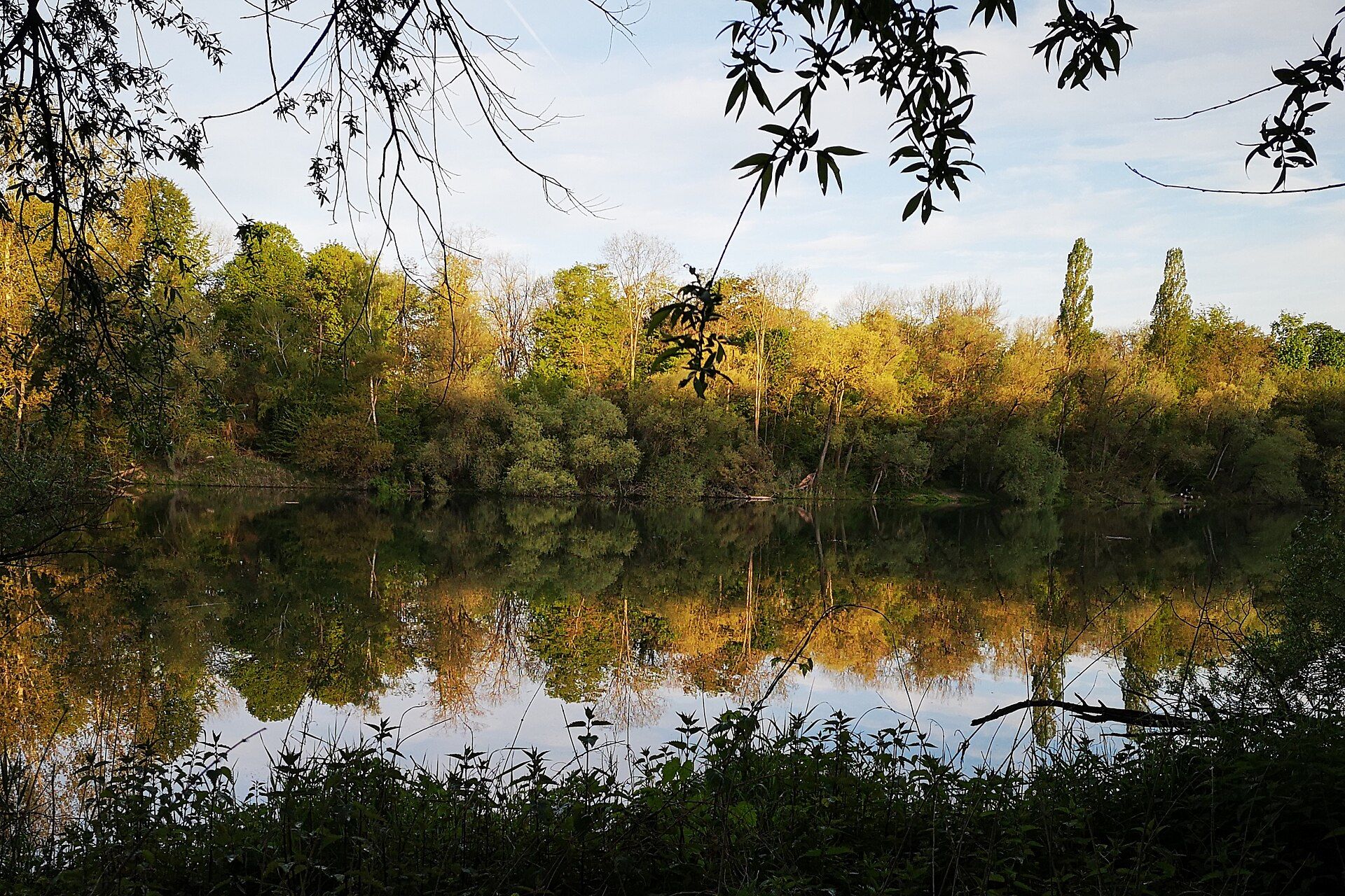 Stilles Wasser an der Ketscher Rheininsel bei Sonnenaufgang, die Bäume am Ufer spiegeln sich im Wasser